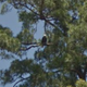 A bald eagle in a tree in Texas, spotted by Nick Lund.